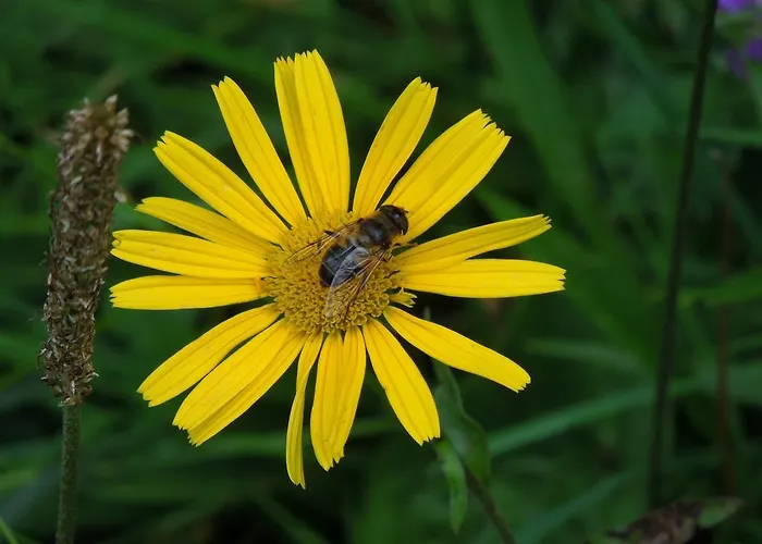 לינה וארוחת בוקר Haus Bergkranz לרמוס