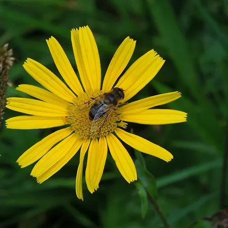 Oda ve Kahvaltı Haus Bergkranz Lermoos