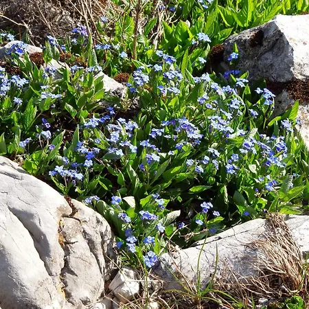 Haus Bergkranz Oda ve Kahvaltı
